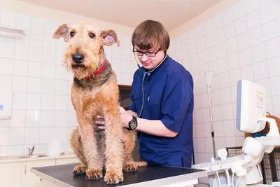 Centrum Zdrowia Małych Zwierząt "Vet-KoR" Rafał Kopyto. Weterynarz Częstochowa